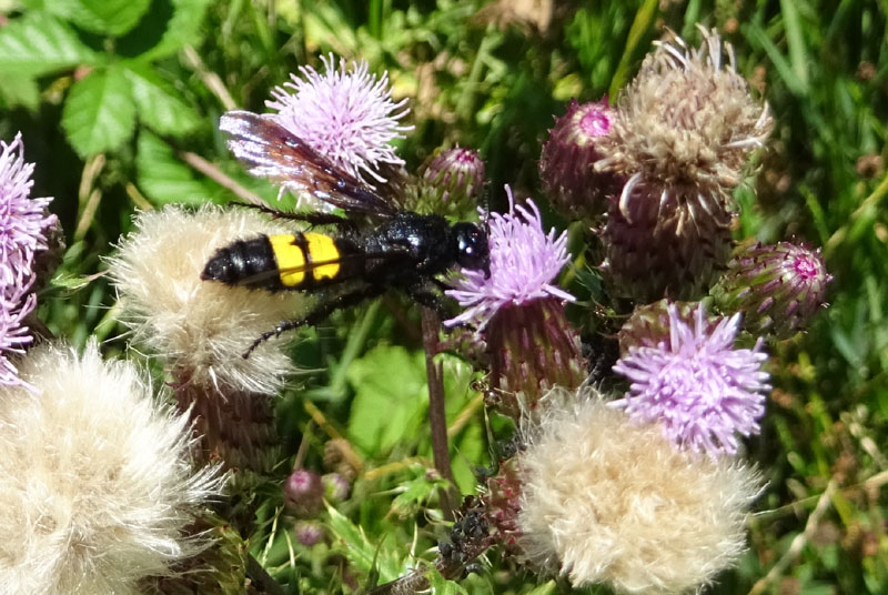 Scoliidae: Scolia hirta (cfr.)